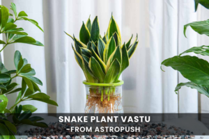 Snake Plant Vastu: Harmonizing Your Space with Positive Energy